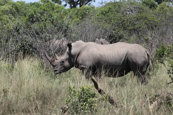 Animaux Africains Créature Rhinocéros Faune — Photo