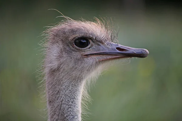 Scenic View Beautiful Ostriches Nature — Stock Photo, Image