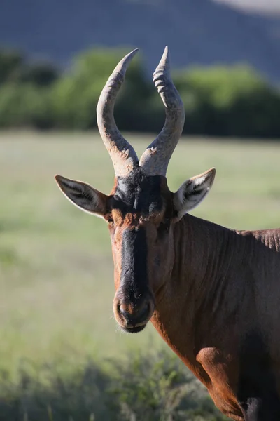 Animales Diferentes Enfoque Selectivo — Foto de Stock