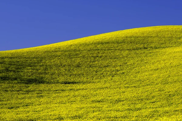 Campo Agricultura Campo Terra — Fotografia de Stock