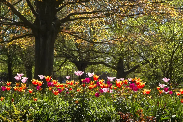 Colorful Tulips Old Red Leaf Beechtree Park Spring — Stock Photo, Image