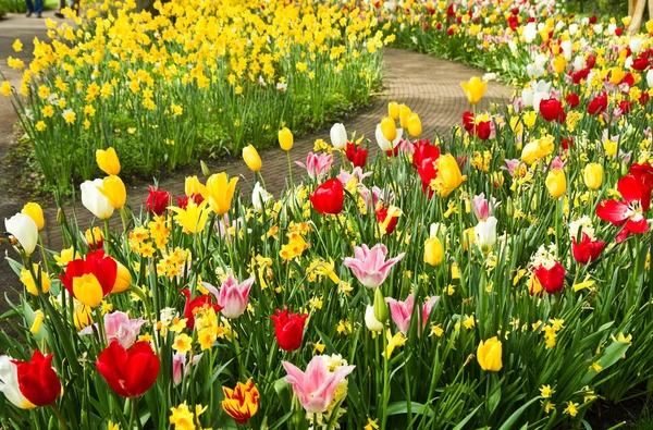 Tulpen Blühen Frühlingsflora — Stockfoto