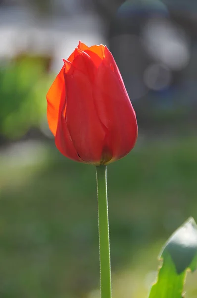 Rote Tulpe Auf Dem Feld — Stockfoto