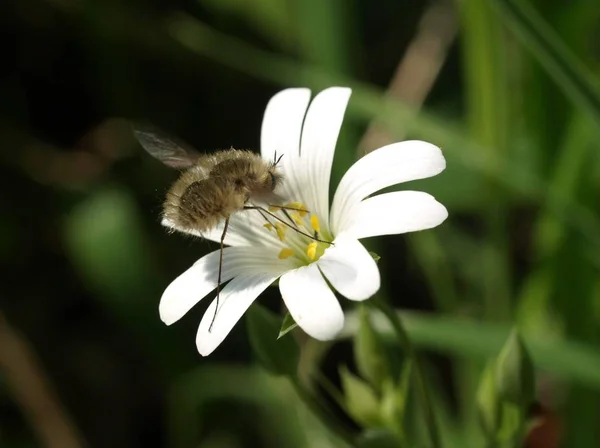 Closeup View Bug Nature — Stock Photo, Image