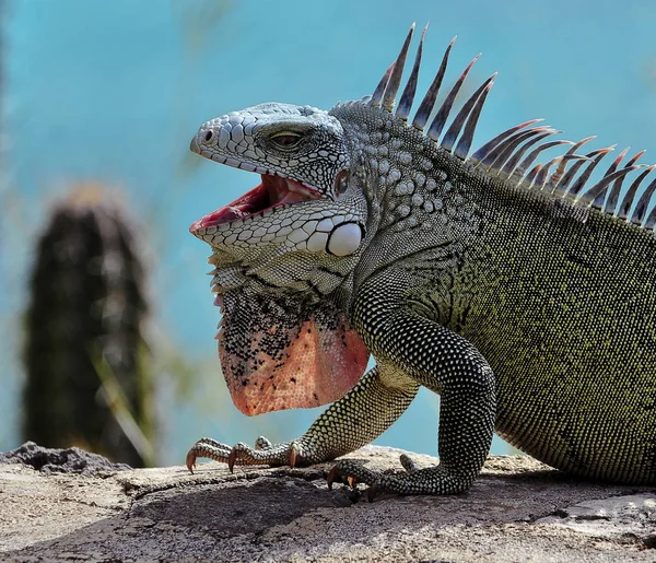 Egzotik Hayvan Iguana Kertenkelesi — Stok fotoğraf