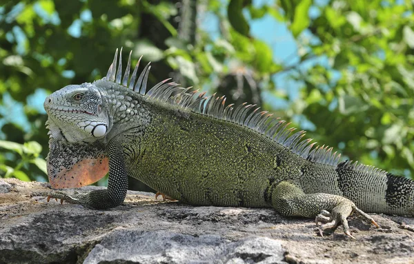 Animal Exótico Lagarto Iguana —  Fotos de Stock