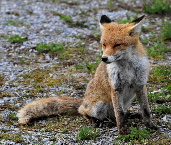 Vulpes Vulpes Fox Animal — стоковое фото