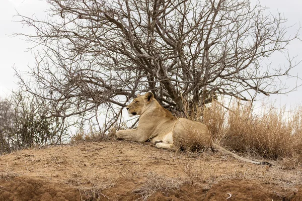 Leone Panthera Leo Seduto Sentiero Delta Dell Okavango Botswana — Foto Stock