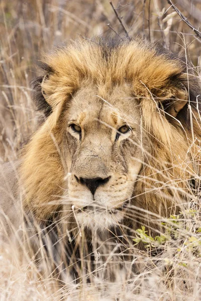 Лев Panthera Leo Сидить Стежці Дельті Окаванго Ботсвана — стокове фото