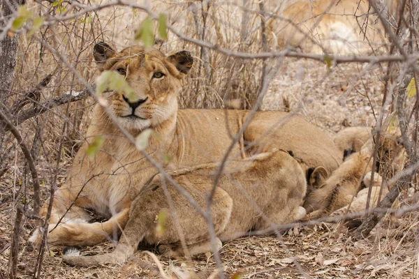 Oroszlán Kölyökkel Panthera Leo — Stock Fotó