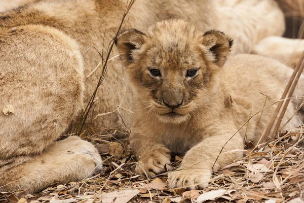 Lejoninna Med Kattunge Panthera Leo — Stockfoto