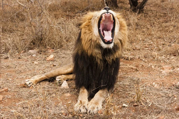 Leone Panthera Leo Seduto Sentiero Delta Dell Okavango Botswana — Foto Stock