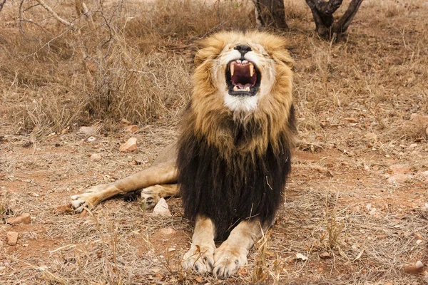 Lev Panthera Leo Sedící Stezce Okavango Delta Botswana — Stock fotografie