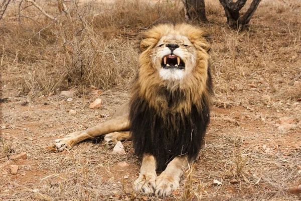 オカバンゴデルタ ボツワナに座っているライオン Panthera Leo — ストック写真