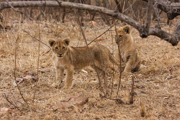 Leeuw Panthera Leo Zittend Een Pad Okavango Delta Botswana — Stockfoto