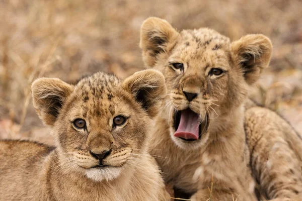 Leeuw Panthera Leo Zittend Een Pad Okavango Delta Botswana — Stockfoto