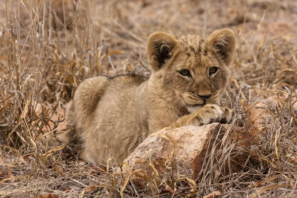 Lion Panthera Leo Sitting Path Οκαβάνγκο Δέλτα Μποτσουάνα — Φωτογραφία Αρχείου