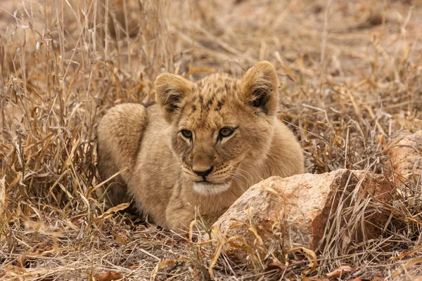 Лев Panthera Leo Сидить Стежці Дельті Окаванго Ботсвана — стокове фото