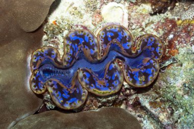 Giant Clam (Tridacna maxima). Maldives. Indian ocean. Addu atoll. clipart