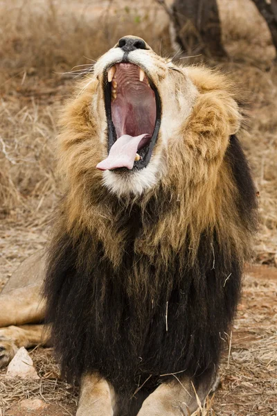 Lew Panthera Leo Siedzi Ścieżce Okavango Delta Botswana — Zdjęcie stockowe