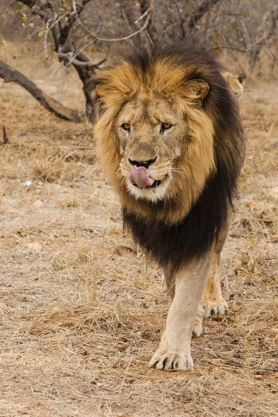 Lejon Panthera Leo Sittande Stig Okavango Delta Botswana — Stockfoto