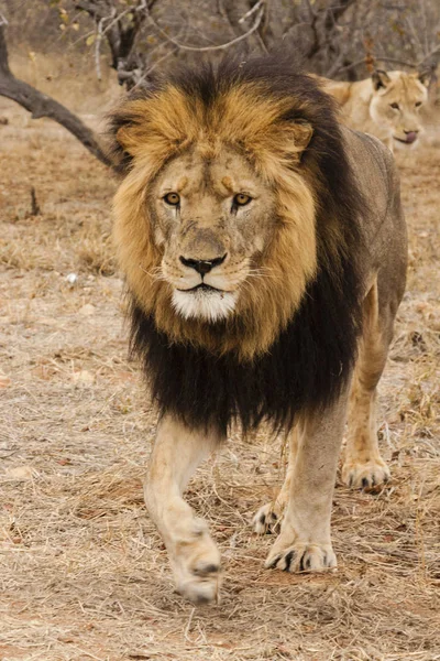 Lion Panthera Leo Assis Dans Sentier Delta Okavango Botswana — Photo