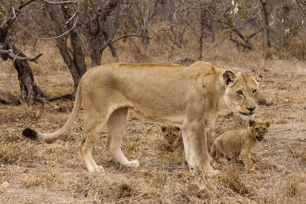 Leão Panthera Leo Sentado Caminho Okavango Delta Botsuana — Fotografia de Stock