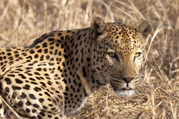 Leopar Yırtıcı Büyük Kedi — Stok fotoğraf