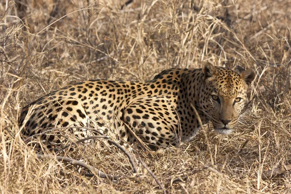 猎食动物猎豹豹猫 — 图库照片