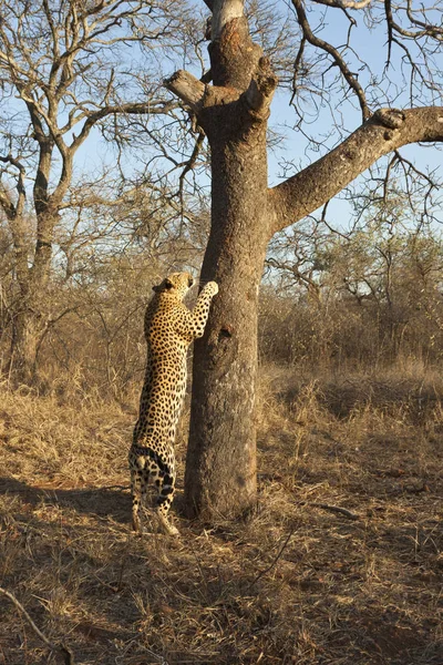 Çita Leopar Kedi Yırtıcı Hayvan — Stok fotoğraf