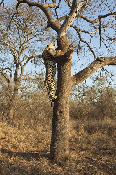 Кот Гепард Леопард Дикая Кошка — стоковое фото