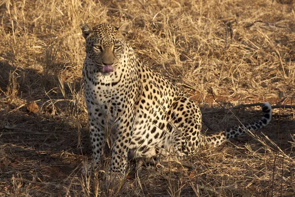 Leopard Myśliwy Duży Kot — Zdjęcie stockowe