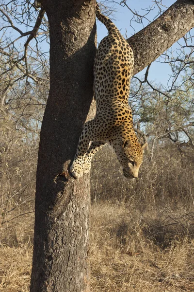 Leopárd Ragadozó Nagy Macska — Stock Fotó