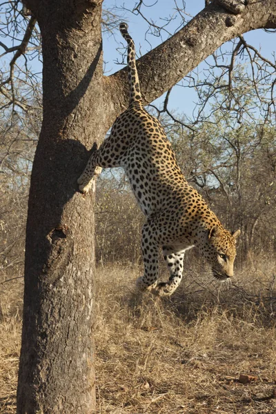 Leopar Panthera Pardus Ağaçtan Atlar — Stok fotoğraf