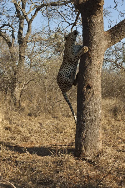 Кот Гепард Леопард Дикая Кошка — стоковое фото
