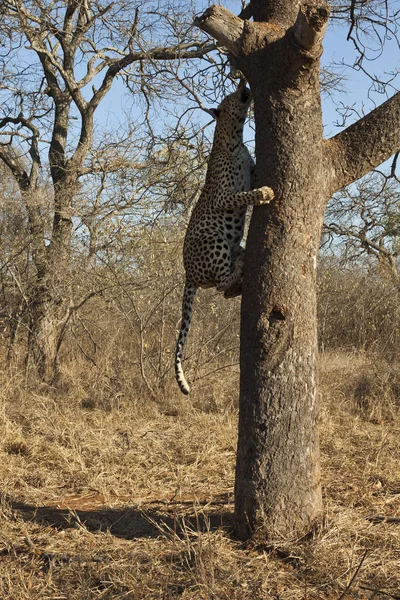 Gepardkatt Leoparddjur Vildkatt — Stockfoto