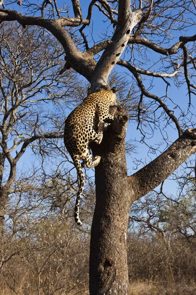 Leopard Drapieżnik Duży Kot — Zdjęcie stockowe