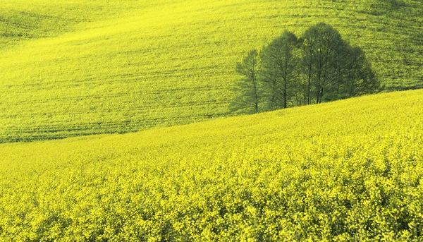 Campagne Agriculture Champ Terre — Photo