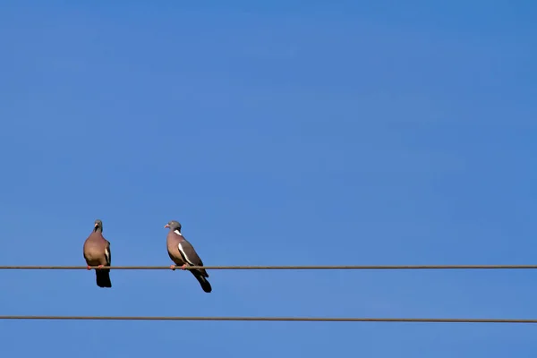 Vue Panoramique Bel Oiseau Nature — Photo