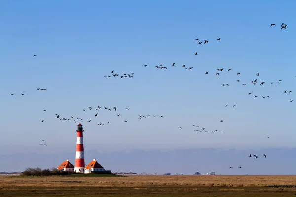 Vacker Utsikt Över Vacker Fågel Naturen — Stockfoto