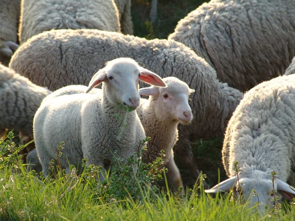 Schapen Goedkoper Dan Grasmaaiers — Stockfoto