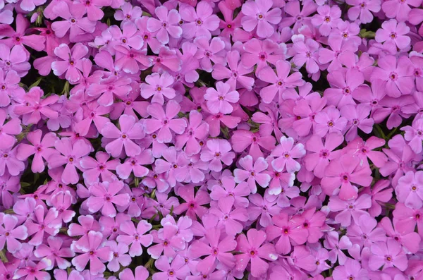 Verschillende Bloemen Selectieve Focus — Stockfoto