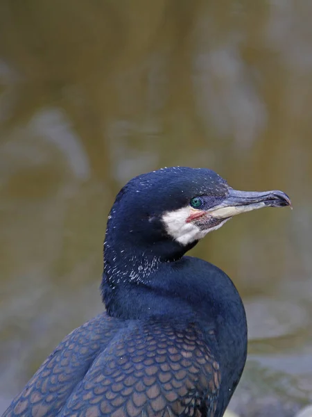 Oiseau Baignade Concept Sauvagerie — Photo