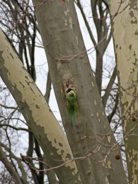 Schilderachtig Uitzicht Prachtige Parkiet Vogel Natuur — Stockfoto