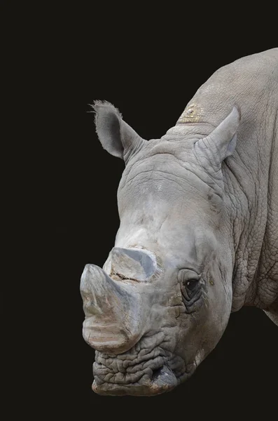 Closeup Animal Zoo — Stock Photo, Image