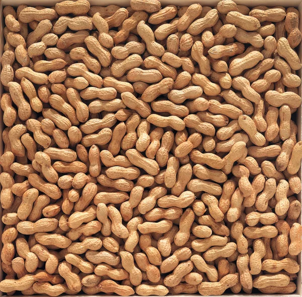 殻内ピーナッツのロースト — ストック写真