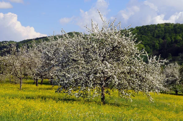 Blütezeit Welzheimer Wald — Stockfoto