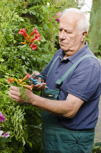 Starší Muž Prořezávání Rostlin Skleníku — Stock fotografie