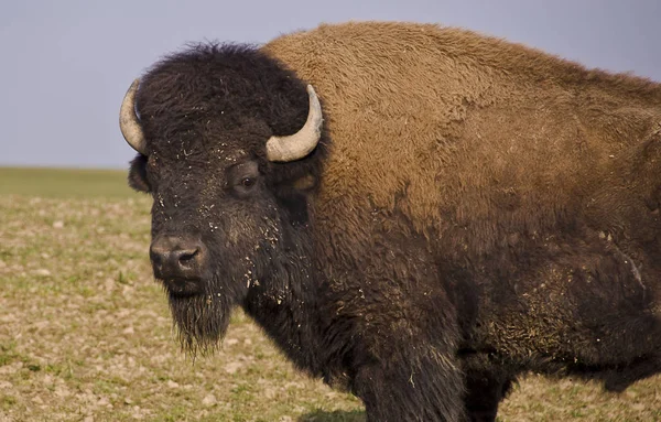 Bisonte Campo — Foto de Stock