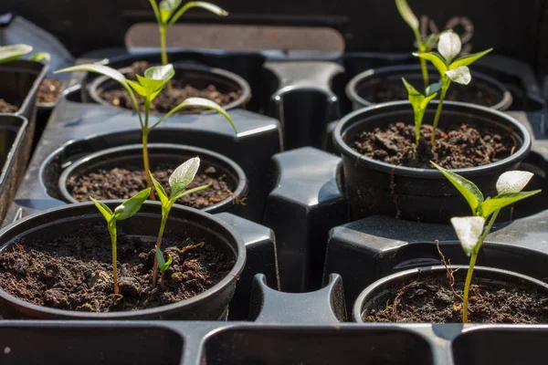 Semis Pots Avant Plantation — Photo